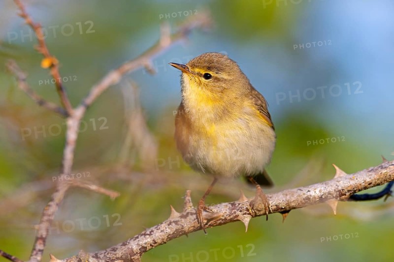 Willow Warbler, Willow Warbler, Phylloscopus trochilus, Pouillot fitis, Mosquitero Musical, Bad Dürkheim district, Erpolzheim, Rhineland-Palatinate, Germany