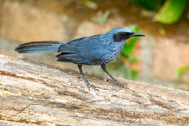 Blue Mockingbird Melanotis caerulescens El Tuito, Jalisco, Mexico 12 June Adult Mimidae