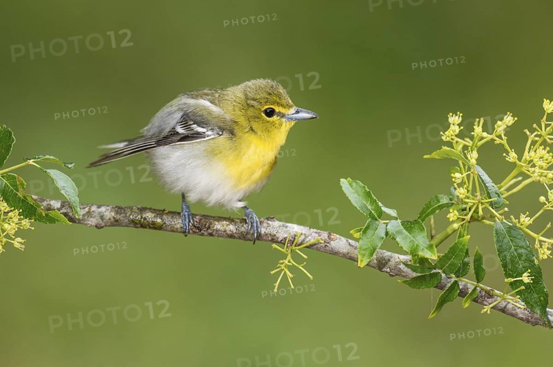 Yellow-throated Vireo (Vireo flavifrons) perched on a branch, Texas, USA