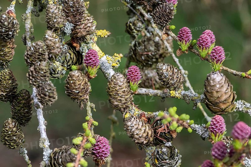 Larch (Larix decidua), blossoms, Emsland, Lower Saxony, Germany