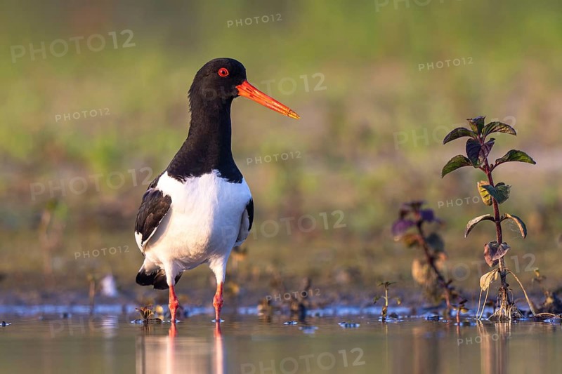 Eurasian Oystercatcher (Haematopus ostralegus), North Rhine-Westphalia, Germany
