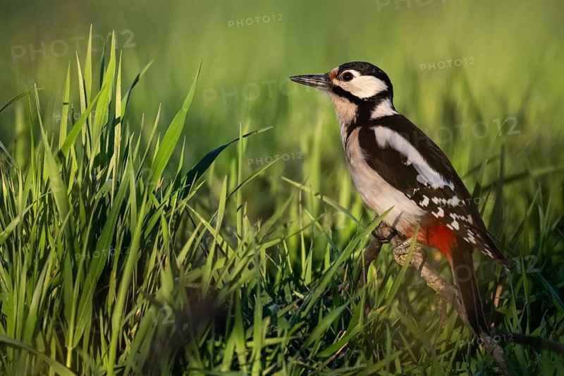 Great spotted woodpecker (Dendrocopos major) sitting on a branch in a meadow, Baden-Württemberg, Germany