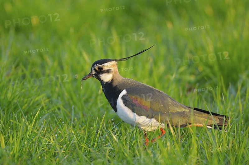 Kiebitz (Vanellus vanellus), Lapwing, im Prachtkleid, morgens, Morgentau auf der Wiese, April, NSG Dingdener Heide, Nordrhein-Westfalen, Deutschland