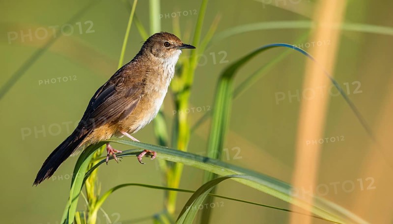African Bush Warbler, Bradyperus baboecala, Little Rush Warbler, Little Rush Warbler, Mégalure caqueteuse, Zarzalero charlatán, Garden Route National Park - Wil, Wilderness, Western Cape, South Africa