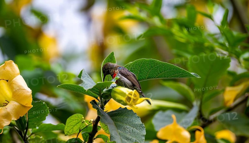 Olive-bellied Sunbird (Cinnyris chloropygius) at a yellow flower, Mgahinga Gorilla National Park, Western Region, Uganda