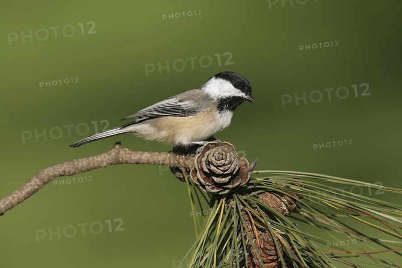 Black-capped Chickadee (Poecile atricapillus), Ohio, USA