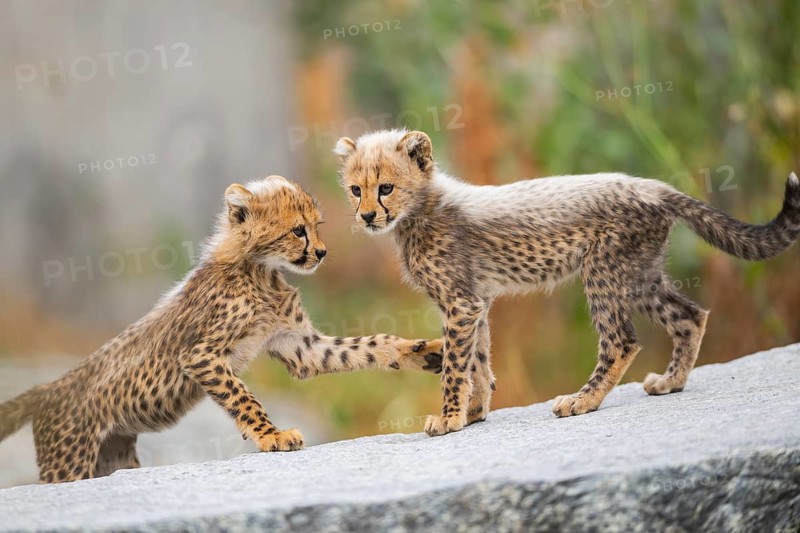 Cheetah (Acinonyx jubatus) youngsters playing with each other, captive, occurrence Africa