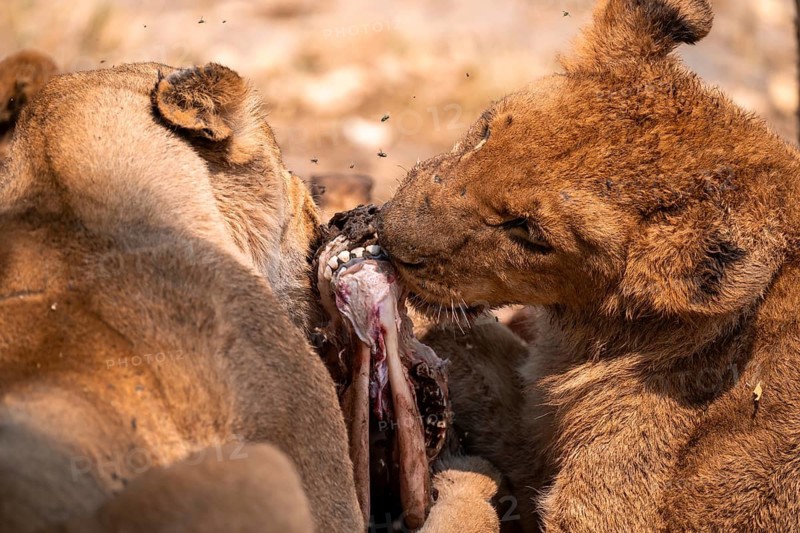 Lion pack with kill, lion (Panthera Leo) eats buffalo, savanna, Moremi Game Reserve, Botswana