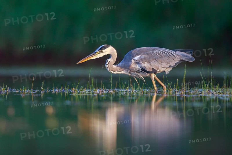 Grey Heron (Ardea cinerea) foraging, North Rhine-Westphalia, Germany