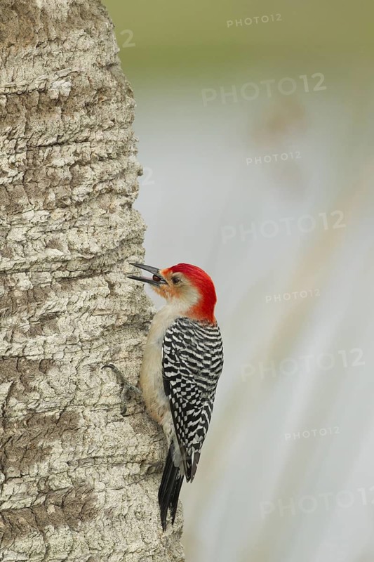 Red-bellied Woodpecker (Melanerpes carolinus) male climbing up tree, Florida, USA