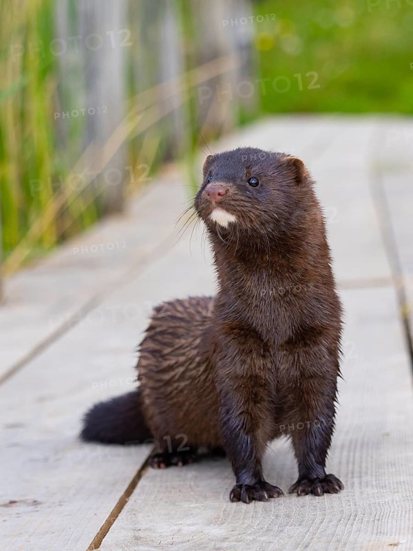 A mink stands on a fishing pier