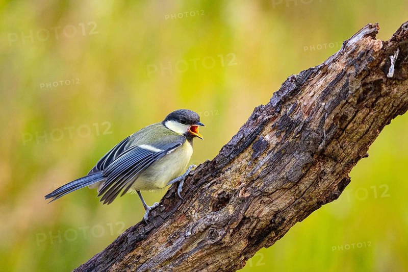 Great tit (Parus major) Germany