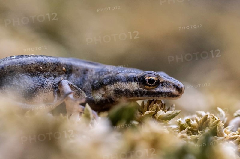 Pond newt (Lissotriton vulgaris), Emsland, Lower Saxony, Germany