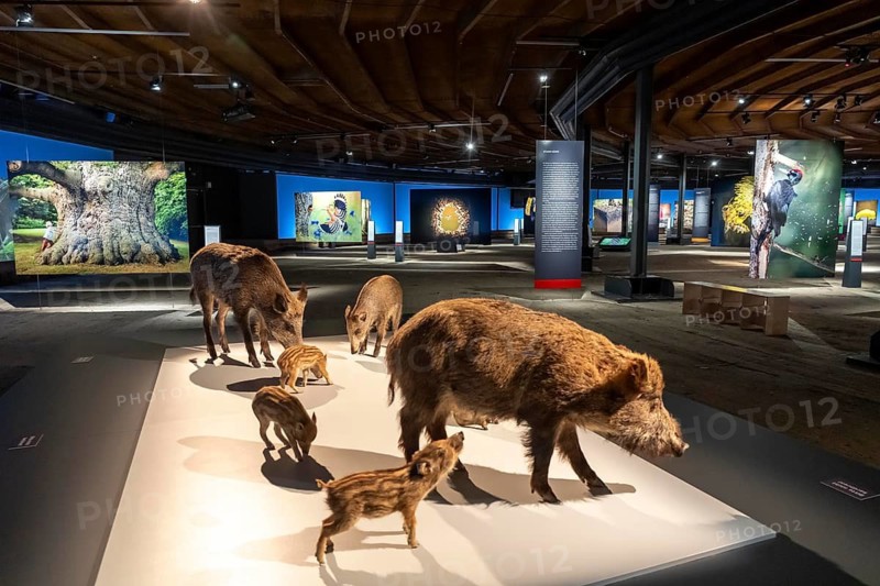 New exhibition at Gasometer Oberhausen, Mythos Wald, on 3 levels and with several thematic chapters, the exhibition shows the diversity of the world's forests with pictures, videos and exhibits, North Rhine-Westphalia, Germany