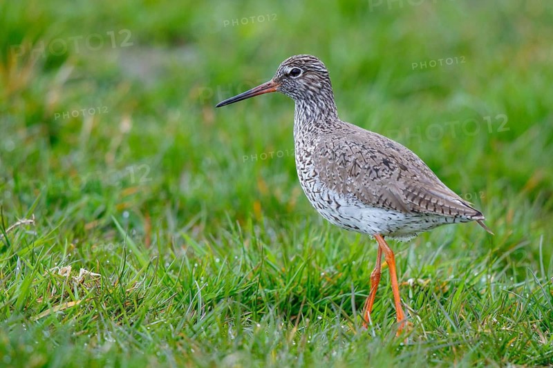 Common Redshank (Tringa totanus), Netherlands