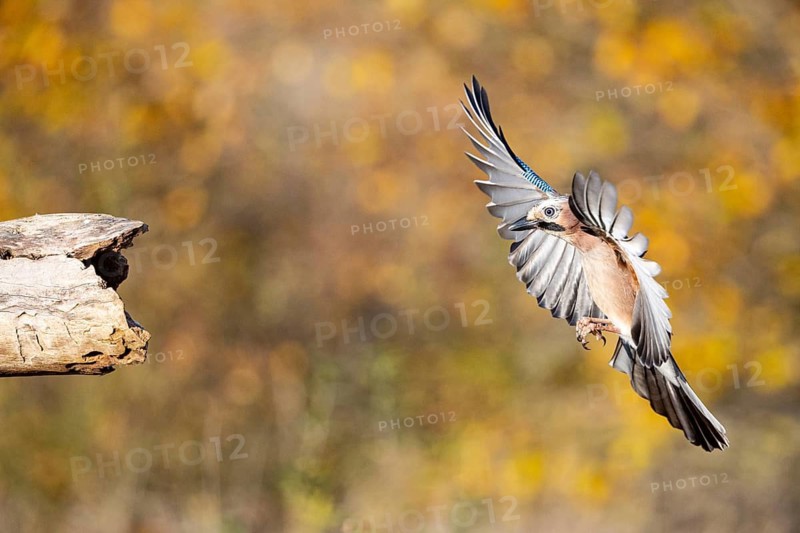 Eurasian jay (Garrulus glandarius) Germany