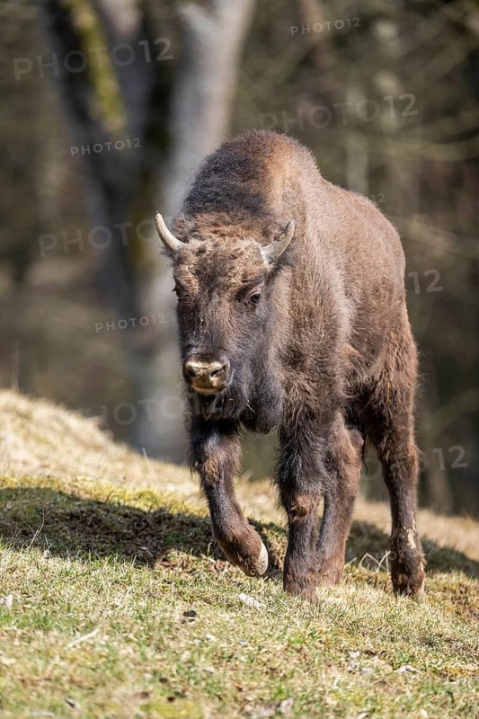 European bison (Bison bonasus) on a meadow, Bavaria, Germany