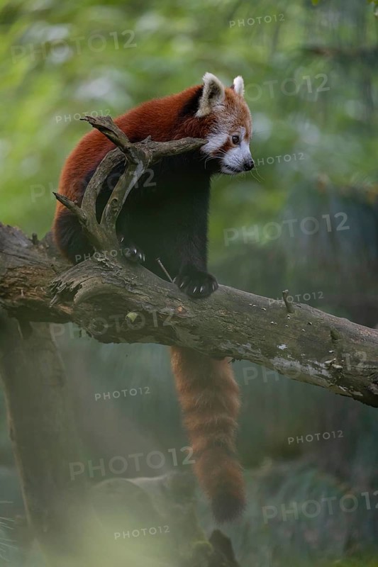 One red panda, Ailurus fulgens, sitting on a branch of a dead tree. Fresh green vegetation in the background