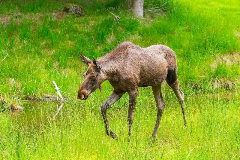 Eurasian elk (Alces alces) walking on a meadow in early summer, Bavarian Forest, Bavaria, Germany