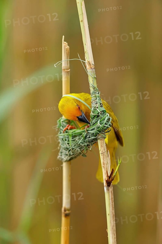 A gold weaver building a nest, iSimangaliso Wetland Park, St Lucia, KwaZulu-Natal, South Africa