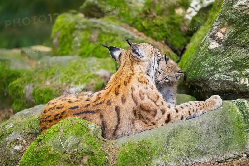Eurasian lynx (Lynx lynx) mother with her youngsters (cubs) lying on a rock in a forest, Bavaria, Germany