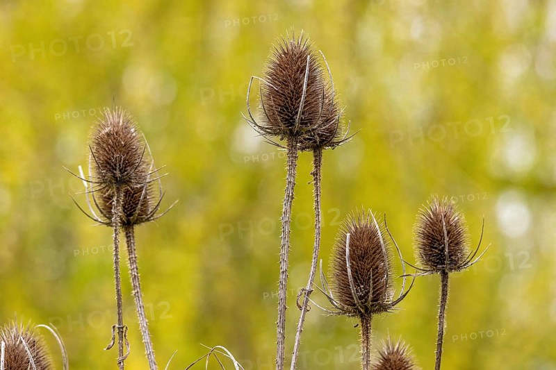 Winter teasels (Dipsacus), riverside area, Stratford-upon-Avon, England, Great Britain