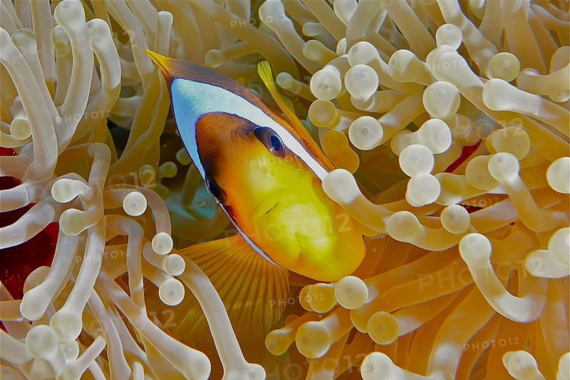 Red sea anemonefish (Amphiprion bicinctus)