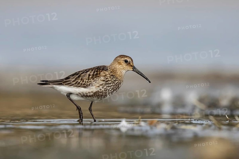 Dunlin (Calidris alpina) foraging, North Rhine-Westphalia, Germany