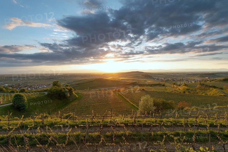 Sunset over vineyards at Mondhalde near Bischoffingen. View towards the Rhine Valley and Vosges Mountains in late April. Vogtsburg, Germany