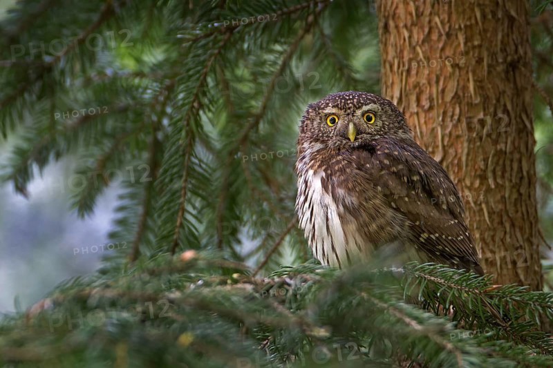 Eurasian Pygmy Owl (Glaucidium passerinum), Saxony, Germany