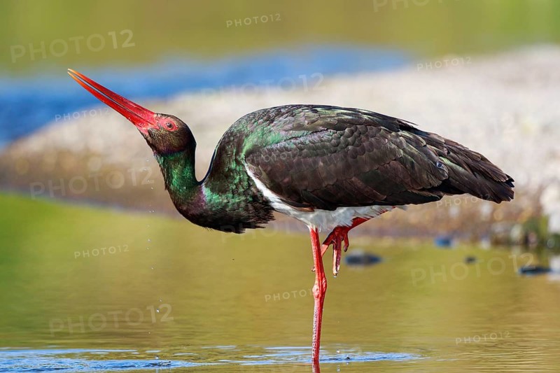 Black Stork (Ciconia nigra) foraging, Greece