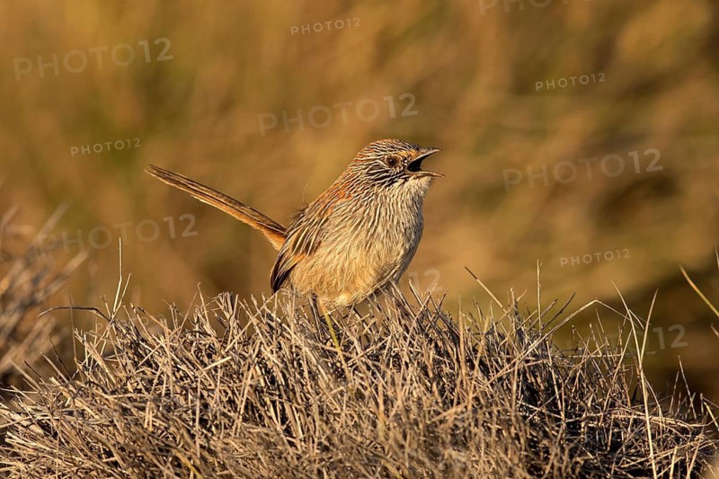 Short-tailed Grasswren (Amytornis merrotsyi pedleri), South Australia, Australia