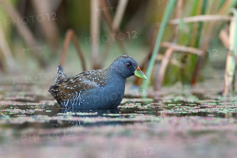 Australian Crake (Porzana fluminea) foraging, Victoria, Australia