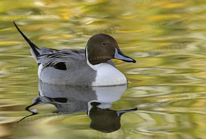 Northern Pintail (Anas acuta) male, Arizona, USA
