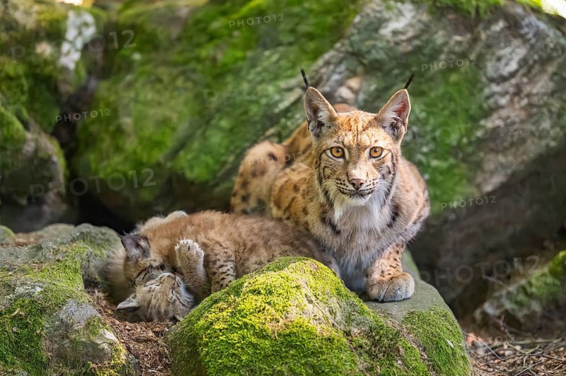 Eurasian lynx (Lynx lynx) mother with her youngsters (cubs) lying on a rock in a forest, Bavaria, Germany