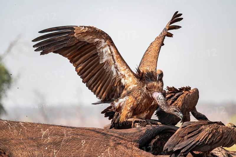Many white-backed vultures (Gyps africanus), vultures feeding on the carcass of an elephant, macabre scavengers, Ihaha, Chobe National Park, Botswana