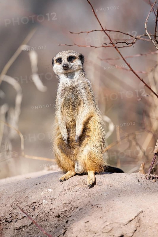Meerkat (Suricata suricatta) standing sweet and curious in the desert, captive, occurrence Africa