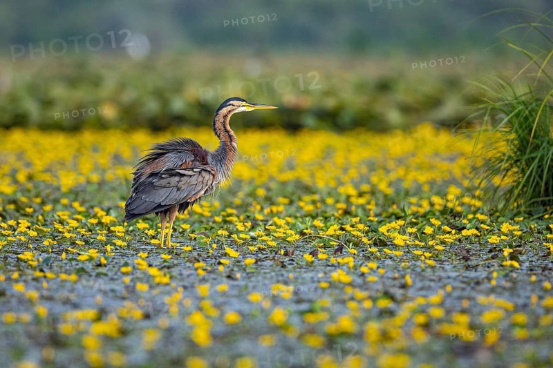 Purple heron (Ardea purpurea) amidst flowering water lilies Hungary