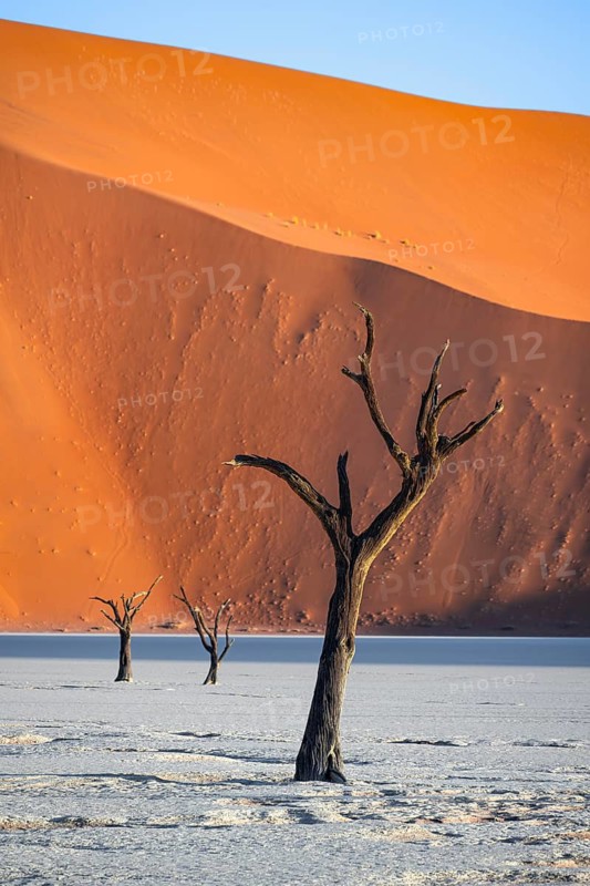 Dead camel thorn trees (Vachellia erioloba), red sand dunes, white salt pan, Dead Vlei, Sossusvlei, Namib Desert, Namib-Naukluft Park, Namibia
