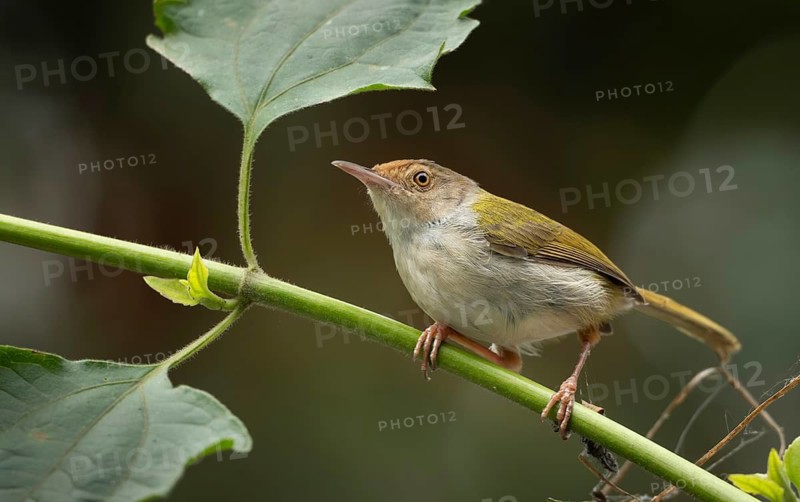 Common Tailorbird (Orthotomus sutorius) perched in a leafy tree, Sreepur, Gazipur, bangladesh