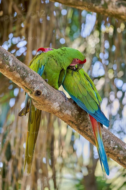 Great green macaw (Ara ambiguus) Costa Rica