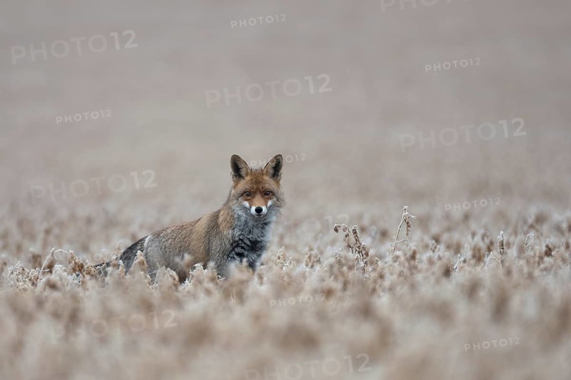 Red fox (Vulpes vulpes), Bitburg, Rhineland-Palatinate, Germany