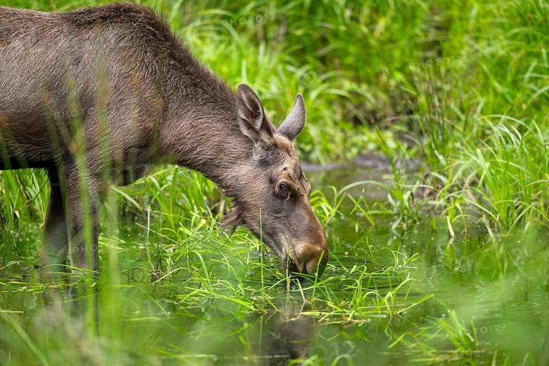 Eurasian elk (Alces alces) standing in a little swamp in early summer, Bavarian Forest, Bavaria, Germany