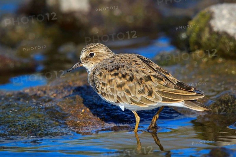 Temminck's Stint (Calidris temminckii), Greece