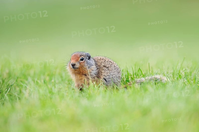 Columbia ground squirrel (Urocitellus columbianus, Spermophilus columbianus), juvenile, Waterton Lakes National Park, Alberta, Canada