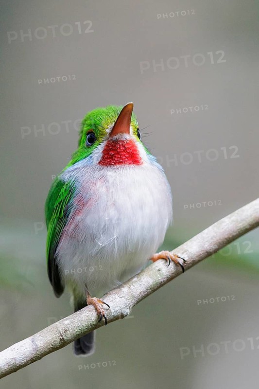 Cuban Tody (Todus multicolor) perched on a branch in Cuba