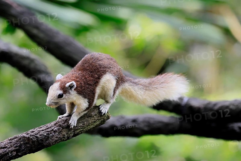 Finlayson's squirrel (Callosciurus finlaysonii), adult, on tree, foraging, Singapore, Southeast Asia