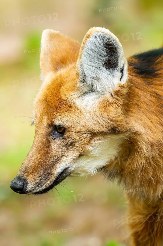 Maned wolf (Chrysocyon brachyurus) walking around, Germany