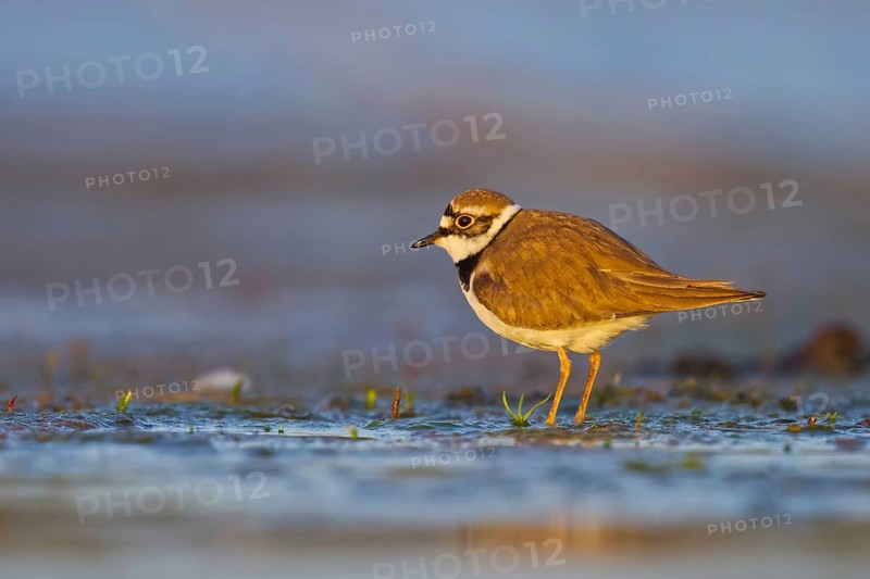 Little Ringed Plover (Charadrius dubius) foraging, North Rhine-Westphalia, Germany