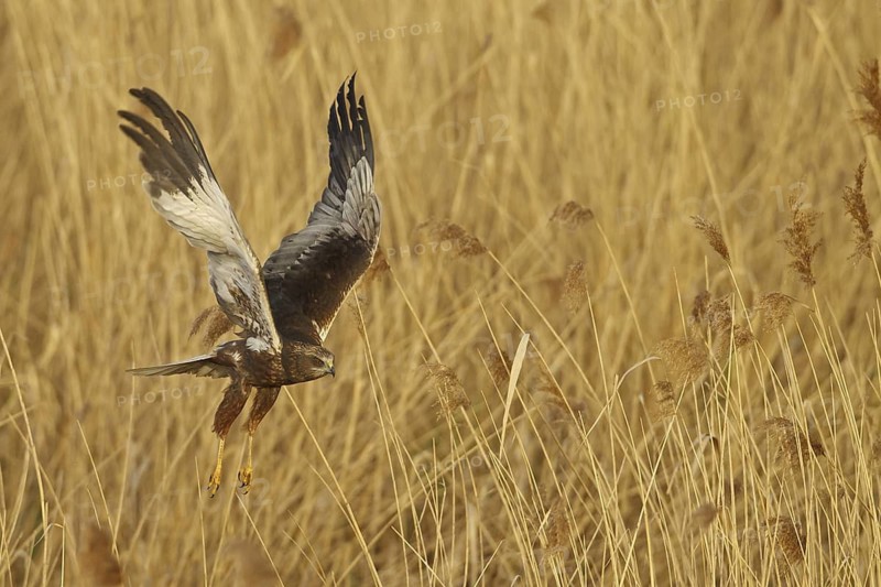 Western Marsh Harrier (Circus aeruginosus) flying, Rhineland-Palatinate, Germany
